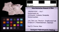 Foto (Objekt + Etiketten) von Nodoprosopon sp. (NHMW-GEO-1990-0041-0341)